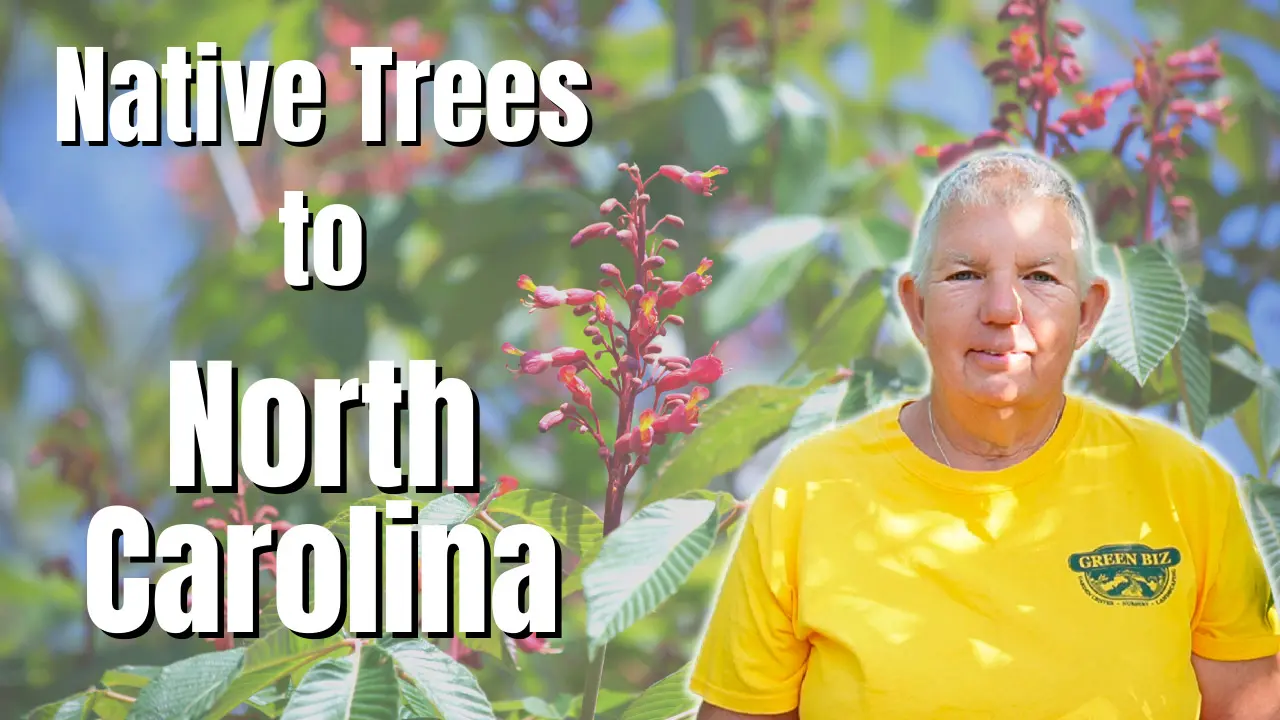 Native Trees of North Carolina Green Biz Nursery and Landscaping