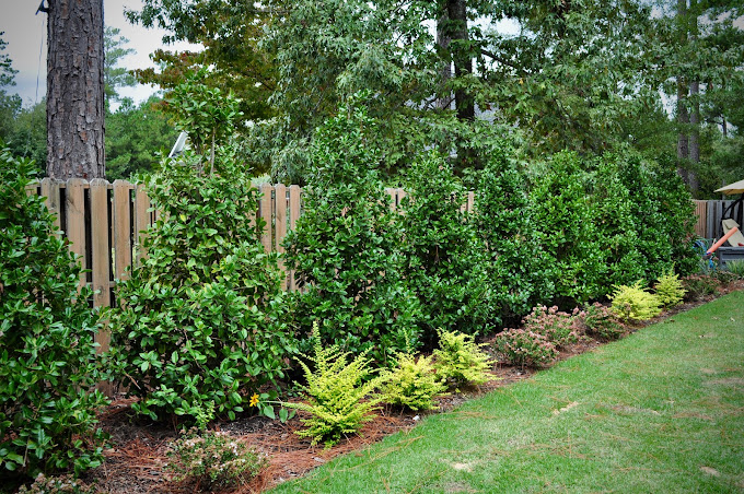 Trees & shrubs in yard