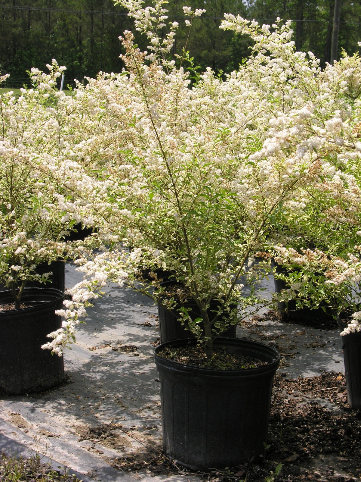 Nursery Fayetteville NC Green Biz Nursery and Landscaping