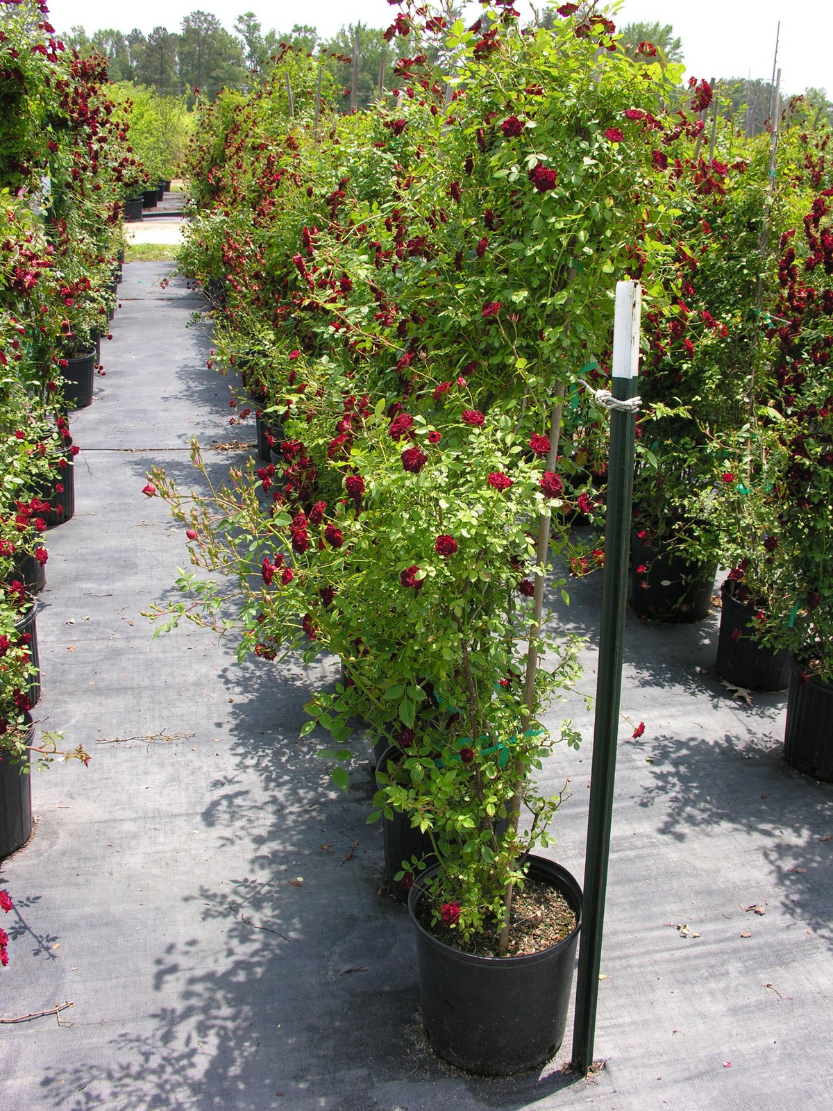 Nursery Fayetteville NC Green Biz Nursery and Landscaping