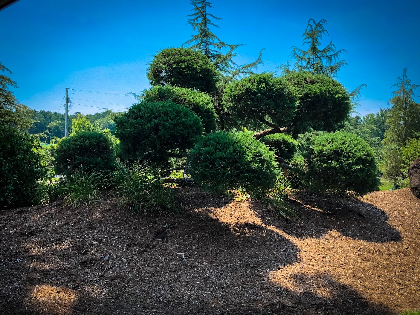 Nursery Fayetteville NC Green Biz Nursery and Landscaping