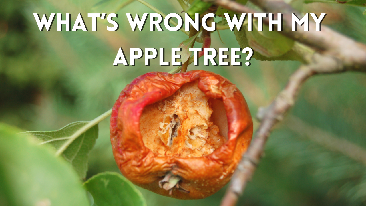What's Wrong with My Apple Tree? - Green Biz Nursery and Landscaping